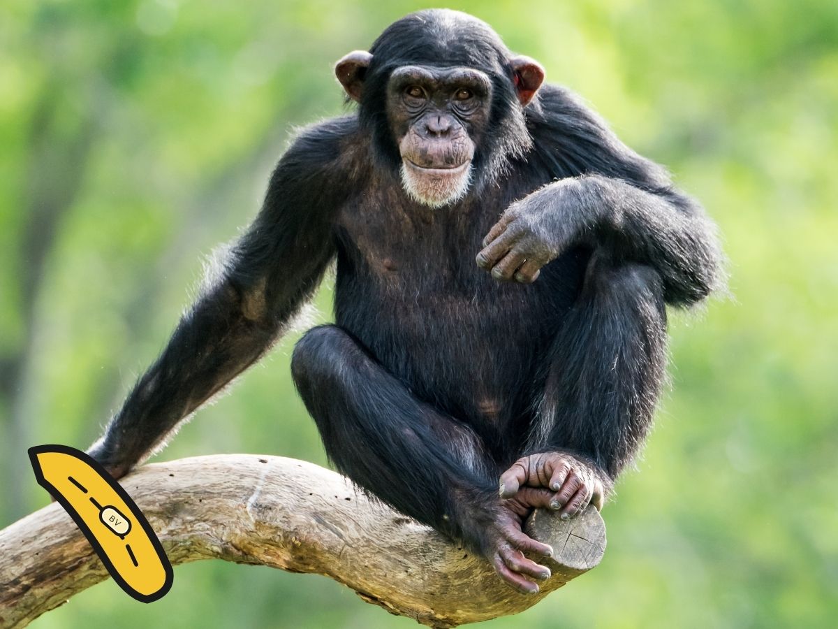 Chimpanzee representing Banana Vessel's primate charity mission